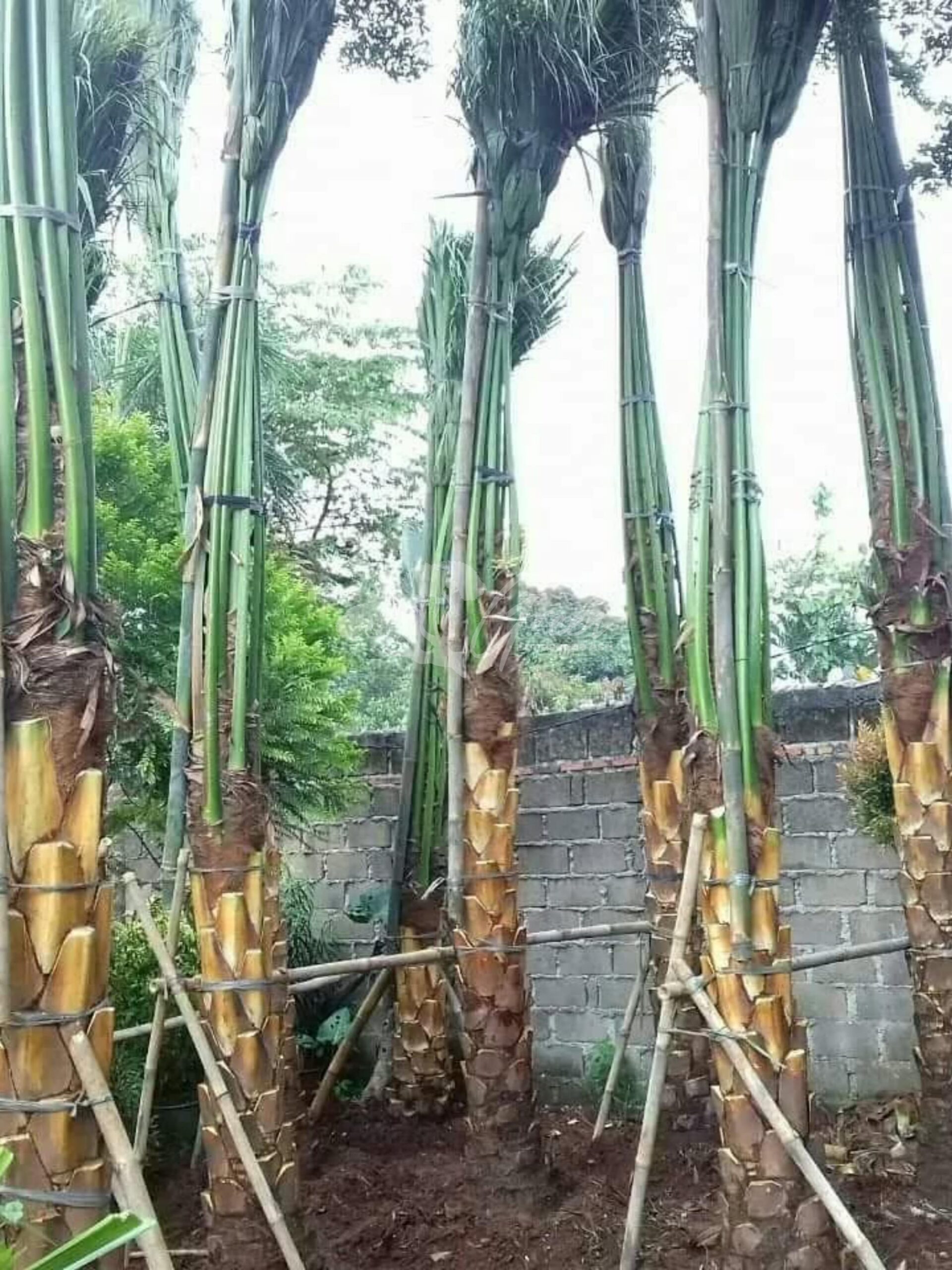 Sadeng Tree Jual Palem Sadeng Semarang | Elegan dan Mudah Dirawat