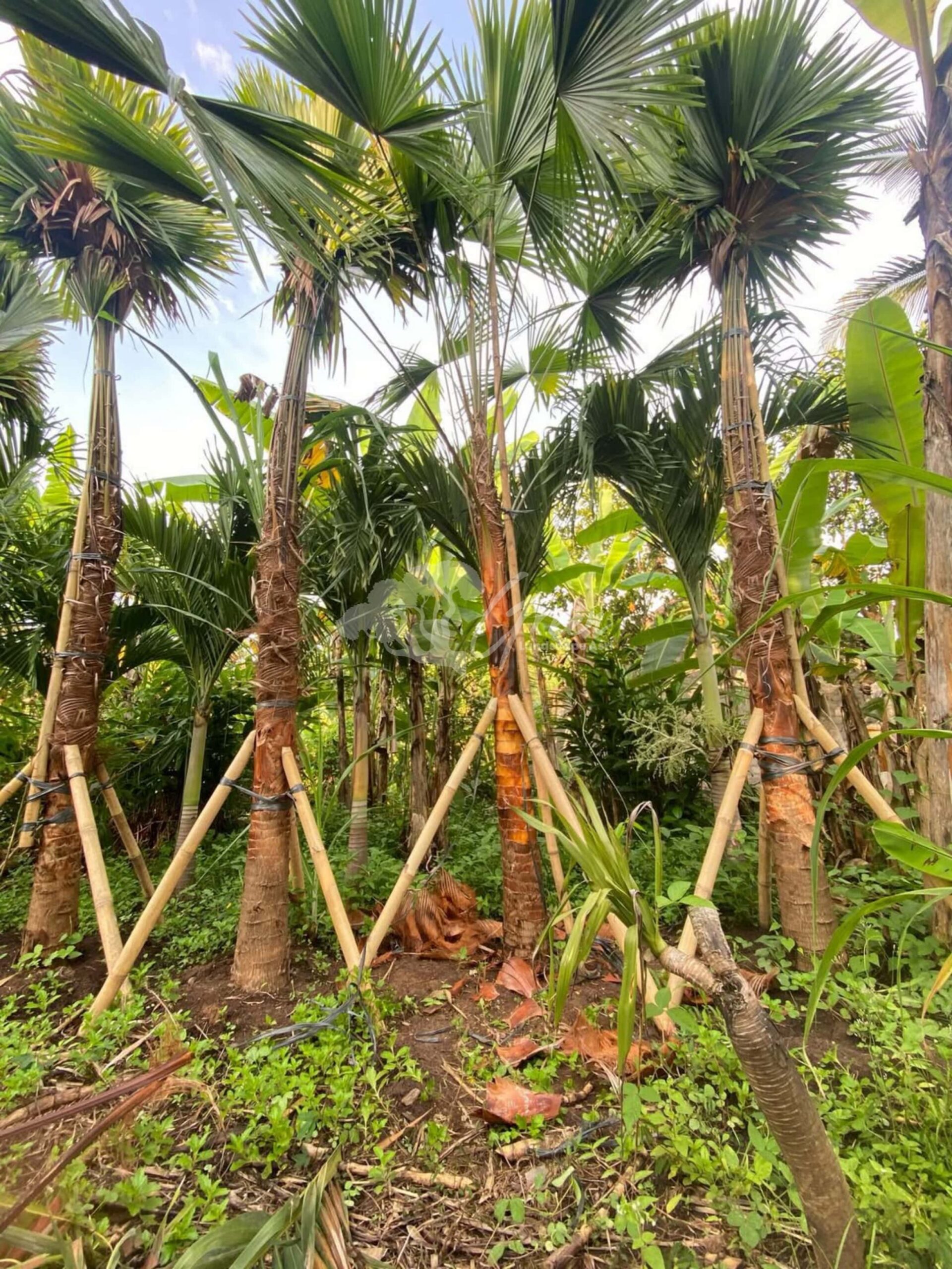 Sadeng Tree Jual Palem Sadeng Semarang | Elegan dan Mudah Dirawat